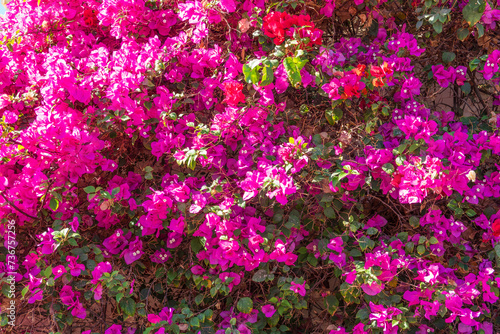 Bougainvillea  Paper flower Bougainvillea hybrida soft focus with blurry background