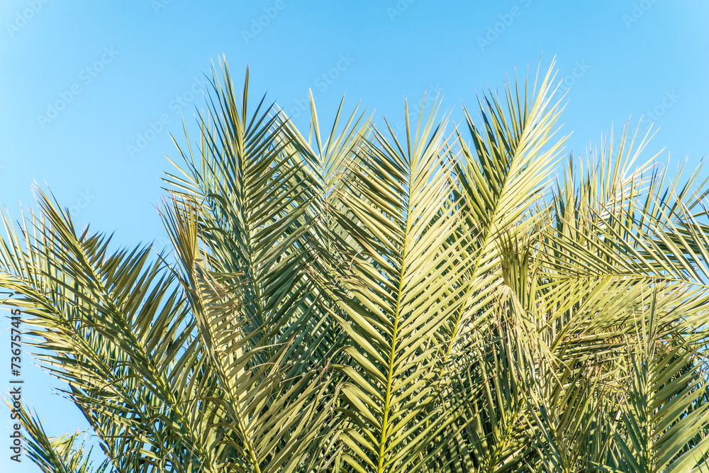 Palm tree with green leaves on blue background Palm tree with green leaves on blue background