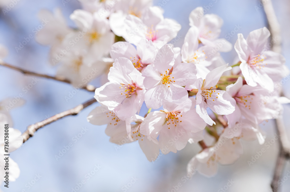 桜の花