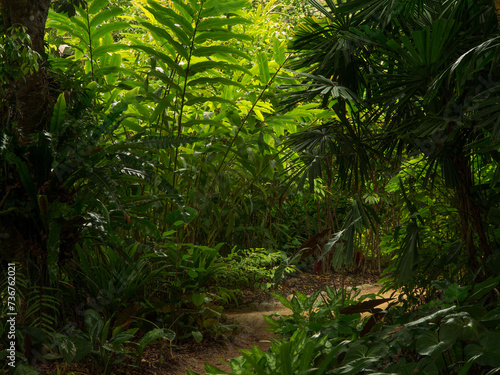 Tropical Garden Path  Queensland  Australia