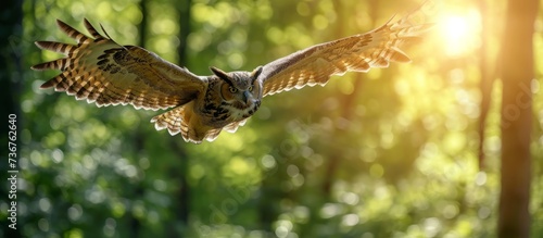 A bird of prey from the Accipitridae family, the owl is a terrestrial animal with sharp beak, wings, and feathers. It flies through the woods photo