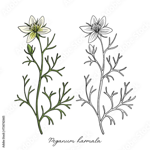 vector drawing wild rue   Peganum harmala   hand drawn illustration