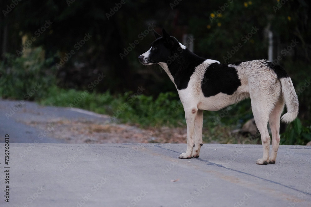 dog standing on the road