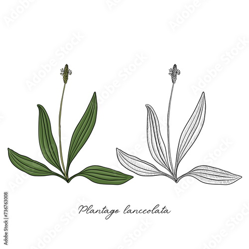 vector drawing plantain ,Plantago lanceolata , hand drawn illustration of medicinal plant