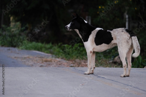 dog standing on the road