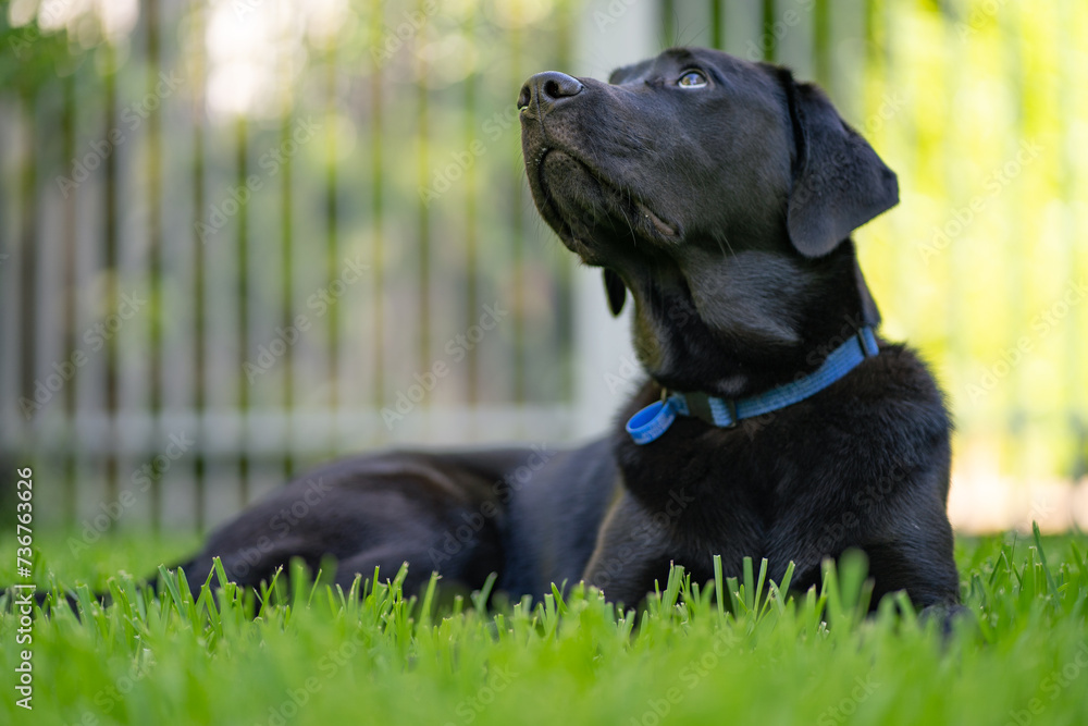 A black Labrador Retriever puppy in a green environment A black Labrador Retriever puppy in a green environment