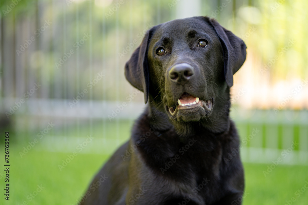 A black Labrador Retriever puppy in a green environment A black Labrador Retriever puppy in a green environment