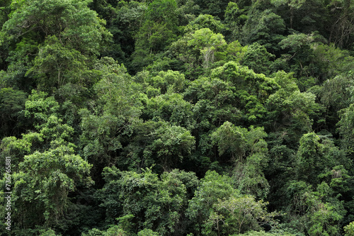rainforst canopy, North Queensland, Australia