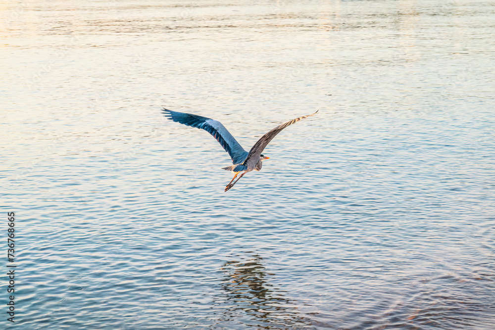 A grey heron, Ardea cinerea, flies over water. A grey heron, Ardea cinerea, flies over water.