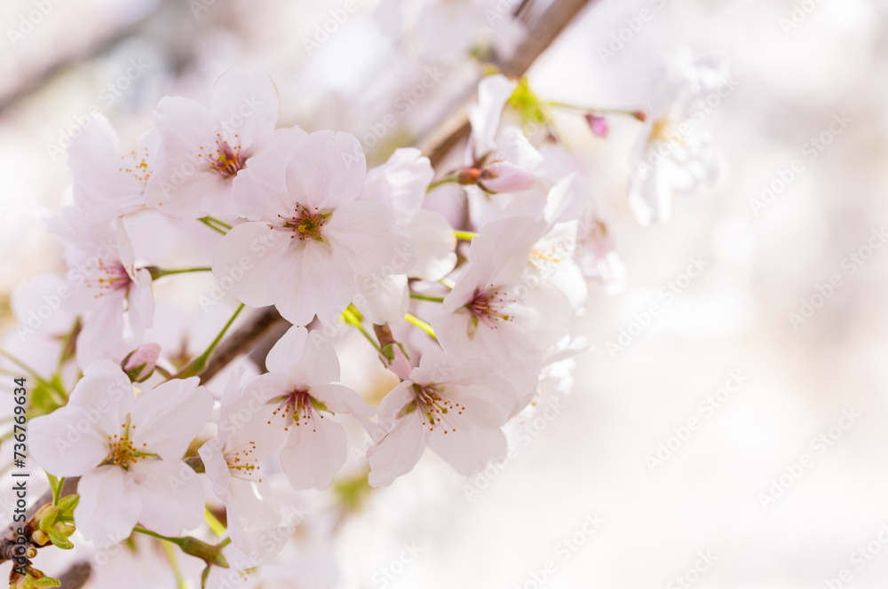 桜の花