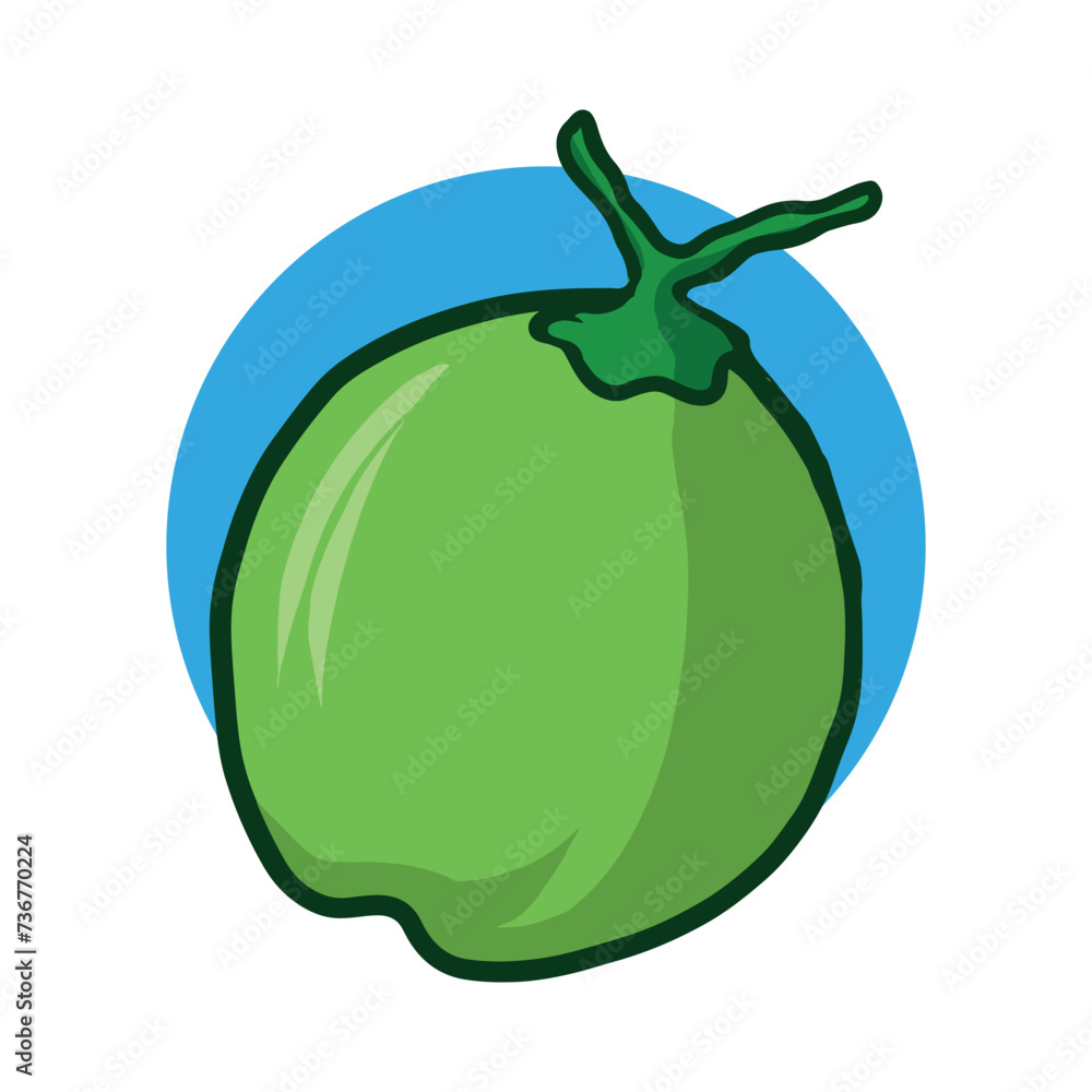 Coconut fruit vector Illustration Coconut fruit vector Illustration