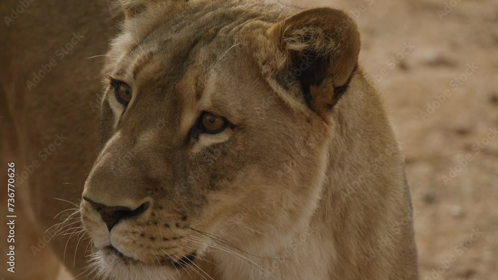 Beautiful lioness close up side profile slow motion Beautiful lioness close up side profile slow motion