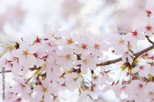 桜の花