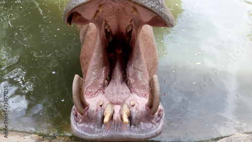 A hippo stands in the water and opens his mouth