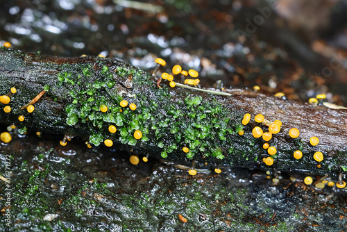 Vibrissea truncorum, a sac fungus with no common English name growing in forest streams in Finland during springtime