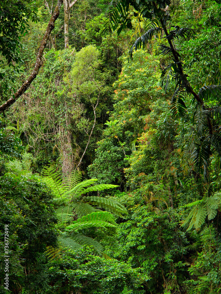 Obraz premium Rainforest at Lake Morris, Queensland, Australia