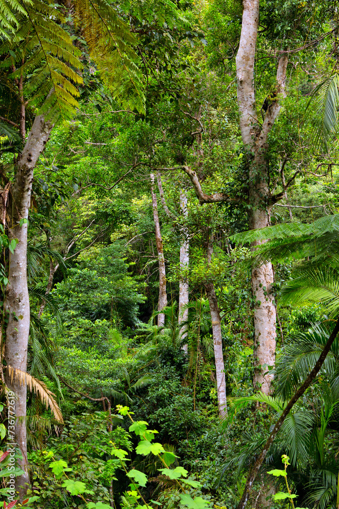 Obraz premium Rainforest at Lake Morris, Queensland, Australia