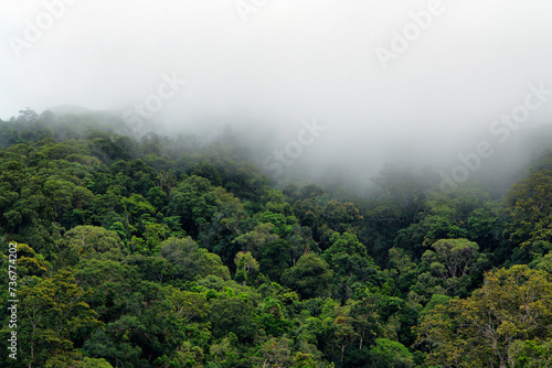 Misty Rainforest near Cairns, Queensland, Australia photo