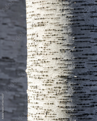 Close up view of Aspen tree trunk for natural background use