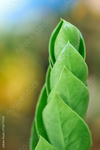 Close up view of fresh young Hosta plant leaves in natural habitat.