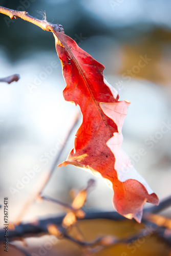 Single red pin oak leaf on the plant in winter time