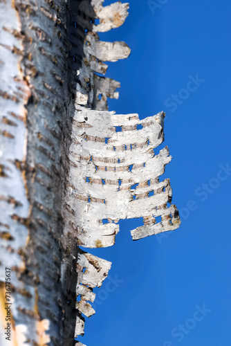 Close up view of Aspen tree bark against blue sky background.