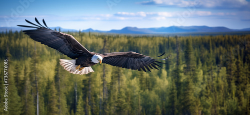Bald eagle flying over forest landscape. Eagle with stretched out whings looking at camera. Panoramic birds of prey background. Symbol of strength  courage and national animal of USA. Selective focus.