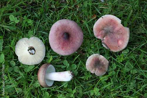 Flirt, Russula vesca, edible brittlegill mushroom from Finland photo