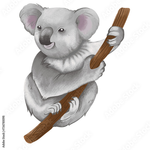 Photography koala animal illustration in png format