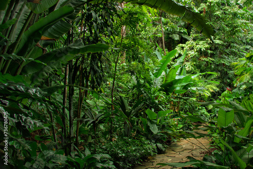 tropical garden  Queensland  Australia