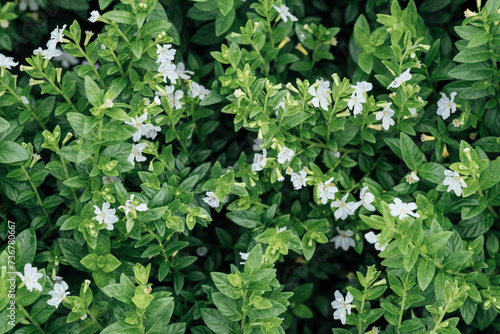 Closeup green leaves and white flowers of Cuphea hyssopifolia background photo