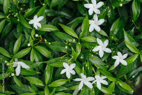 Closeup white Gardenia crape jasmine flower background