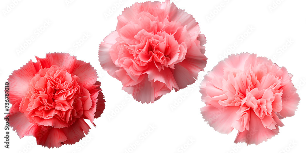 Set of Carnation flowers, isolated on transparent background, Blossom