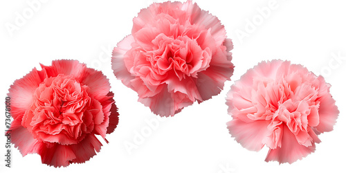 Set of Carnation flowers, isolated on transparent background, Blossom © mister