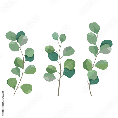 Collection of eucalyptus leaves on isolated background.