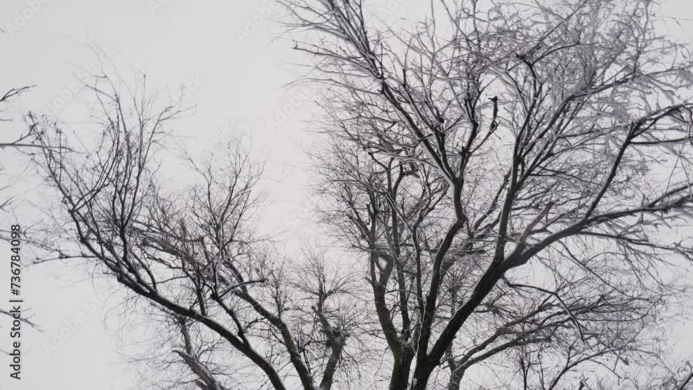 Snowing Over Snowy Tree Branches In Frozen Winter. Public Park Nature Snowing Over Snowy Tree Branches In Frozen Winter. Public Park Nature