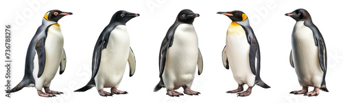 A set of Adelie penguin on transparency background PNG
