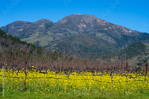 Mt St Helena Mustard photo