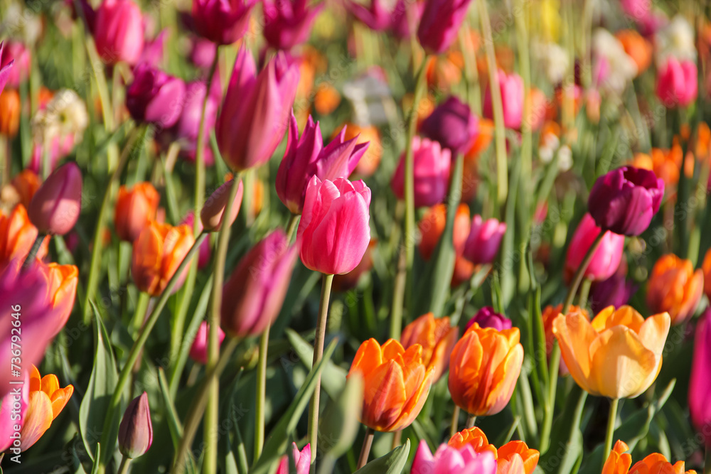 Colorful tulips flowers in bloom in a garden during spring season. Suitable for natural background, wallpaper or screensaver. Colorful tulips flowers in bloom in a garden during spring season. Suitable for natural background, wallpaper or screensaver.
