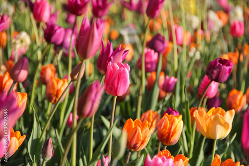 Colorful tulips flowers in bloom in a garden during spring season. Suitable for natural background, wallpaper or screensaver.