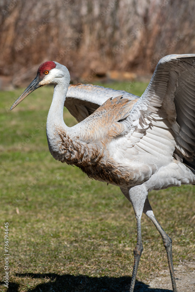 Fototapeta premium Sandhill Crane (Antigone canadensis) Strutting with Wings Open in Wetland