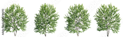 Acer saccharinum tree on transparent background.3d rendering PNG