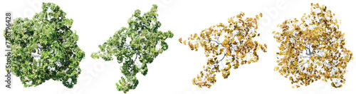 Fotografie Top view tree,Acer palmatum tree isolate transparent background