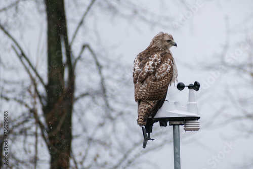 Immature Red-tailed Hawk (Buteo jamaicensis) Perched On Weather Gauge