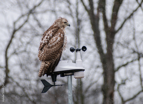 Immature Red-tailed Hawk (Buteo jamaicensis) Perched On Weather Gauge On Snowy Winter Day
