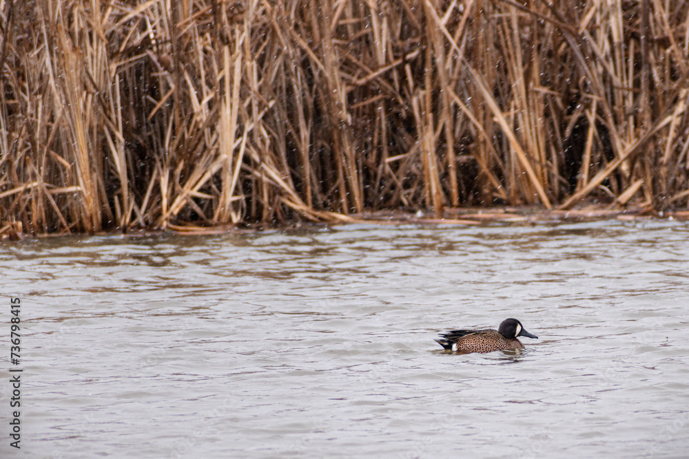 Blue-winged Teal (Spatula discors) Swimming In Grassy Wetland On Snowy Day Blue-winged Teal (Spatula discors) Swimming In Grassy Wetland On Snowy Day