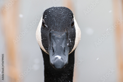Canada Goose (Branta Canadensis) Face Close Up Looking Into Camera On Snowy Day
