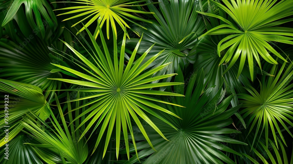 Close up of green palm leafs on a dark green background Close up of green palm leafs on a dark green background