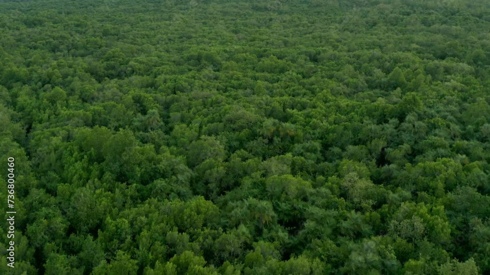 Green background of mangroves trees. Aerial drone view at 4K. Green background of mangroves trees. Aerial drone view at 4K.
