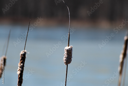 Dead Wetland Cattail Plants Close Up